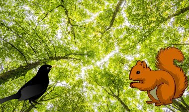 ଗଛ, ଗୁଣ୍ଡୁଚି ଓ କଜଳପାତି