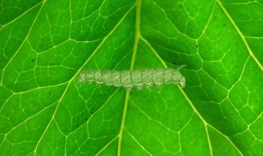 ଶବ୍ଦ ବିପ୍ଳବ