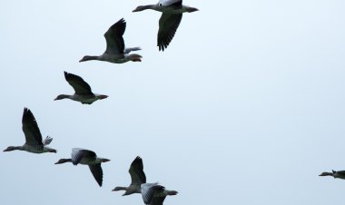 ଗଜଲକାର୍