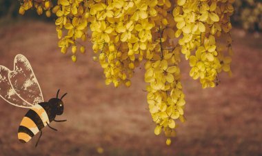 ବୈରାଗୀ ଭ୍ରମର