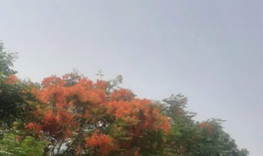 କୃଷ୍ଣଚୂଡ଼ାର ରଙ୍ଗ