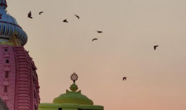 ମୁକ୍ତିର ଭ୍ରମରେ ବିହଙ୍ଗ