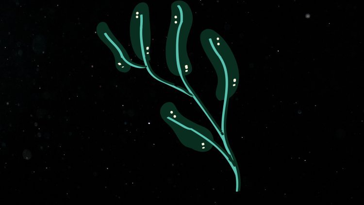 ଋକ୍