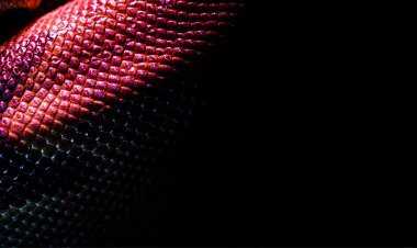 ସାପକାତିର ଜୀବନ